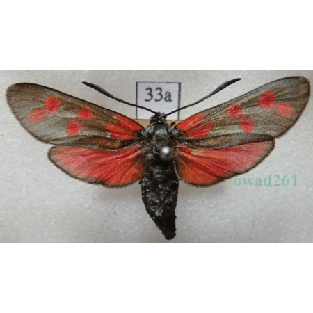Zygaena filipendulae (Linnaeus, 1758) Kraśnik sześcioplamek Deutschland33a